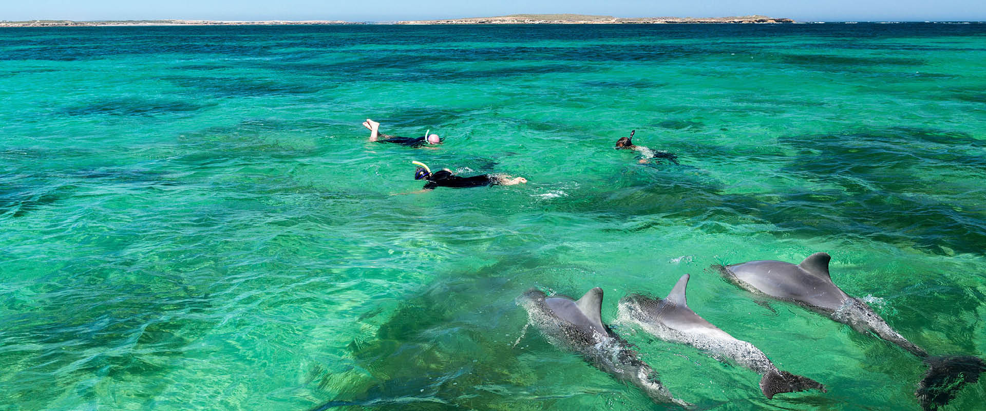 swim-with-dolphins-eyre-peninsula